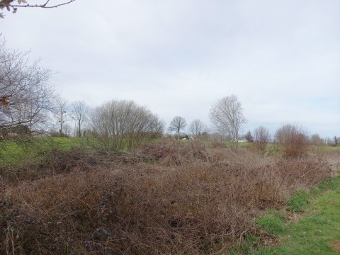 78.jpg