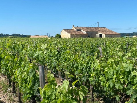 Vente Domaine viticole à Saint-Émilion (33330)