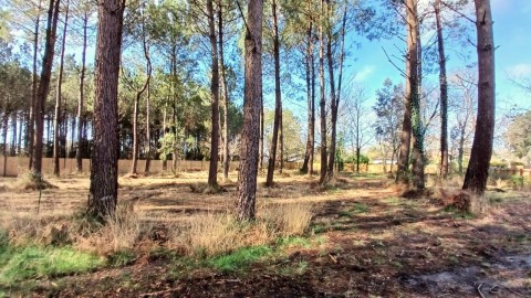 Vente Terrain à Seignosse (40510) en France