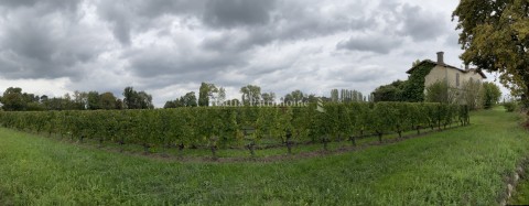 Vente Terrain, 8400 m2 à Saint-Émilion (33330)