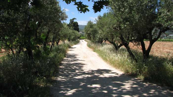 Vente Viticulture - sud Var, proche de Cuers (83390)