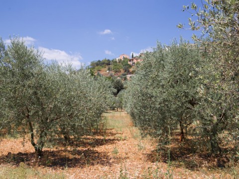 Vente Production d'huile d'olive à Fribourg en Suisse