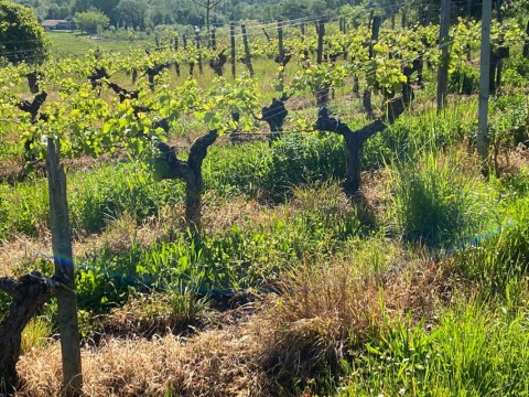 Vente Exploitation agricole de 70 000 m2 près de Bazas (33430) en France