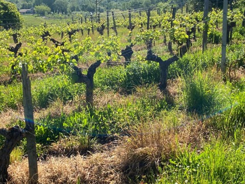 Vente Domaine viticole et diversification de 25,5 hectares à Saint-Magne-de-Castillon (33350)