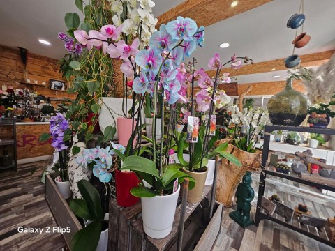 Vente Fleuriste de 60 m2 à Reims (51100)